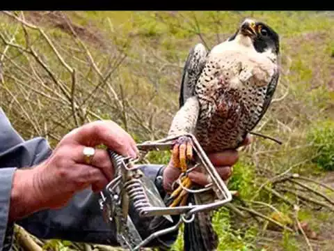 Pinjare Ke Panchi Re Bhajan